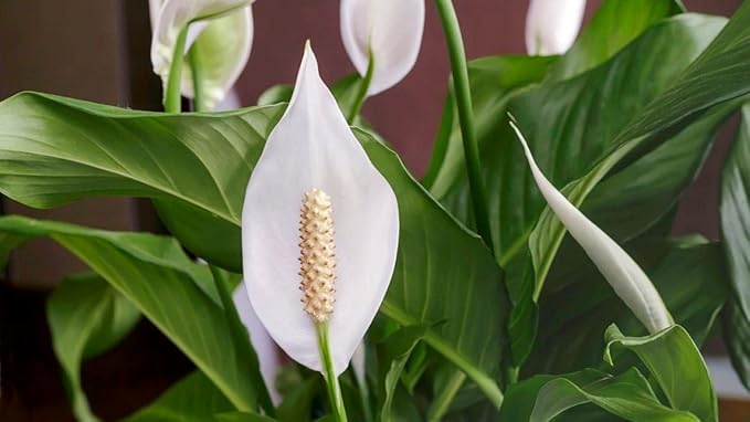 Gardenera's Peace Lilies Potting Mix - Ensure Peace Lily Health with Gardenera's Expertly Blended Soil Mix [5-Quart Bag]