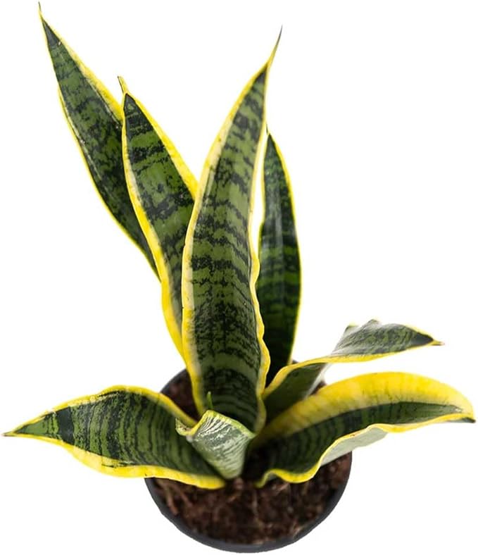 American Plant Exchange Snake Plant, Sansevieria Laurentii Yellow, Small 4-Inch Pot, Stylish Deco Cover Included, Live Indoor Houseplant, Easy to Care, Air Purifying, Perfect for Home Office & Garden
