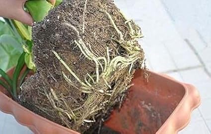 Water Storing Crystal Soil Additive Commercial Grade (20)