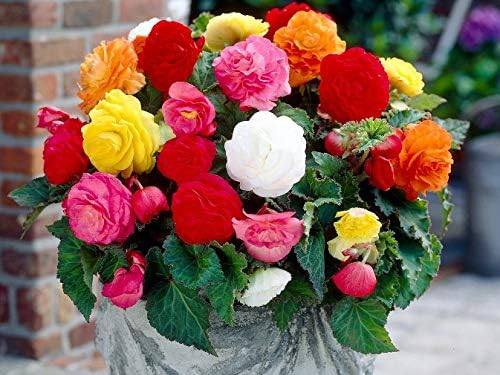 Seeds Wax Begonia Mix Large Flower Indoor Perennial Flowers for Planting