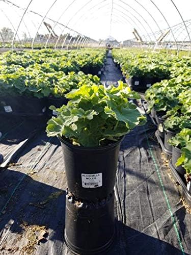 Alchemilla mollis (Ladys Mantle) Perennial, yellow flowers, #1 - Size Container