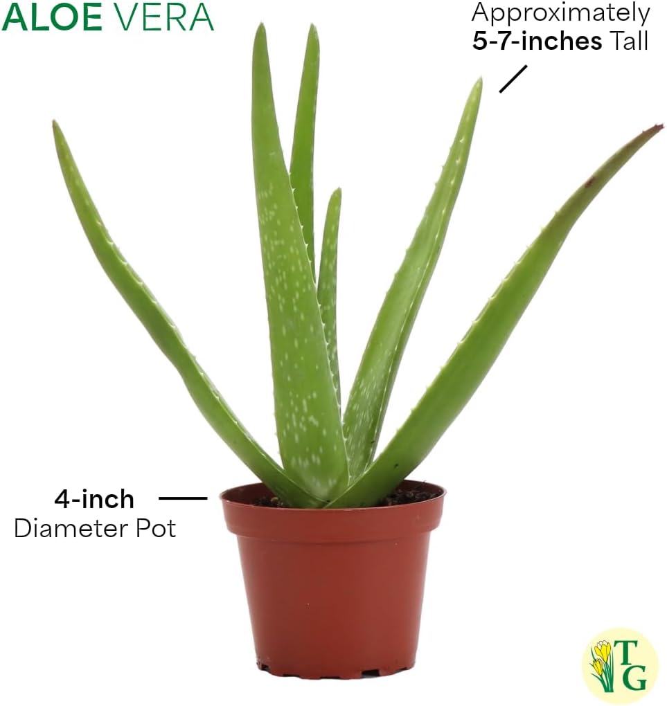 Thorsen's Greenhouse Aloe Vera, Live Indoor Plant, Aloe barbadensis, Easy to Grow, Succulent, Natural Air Purifier, 4" Diameter Pot (Lavender)