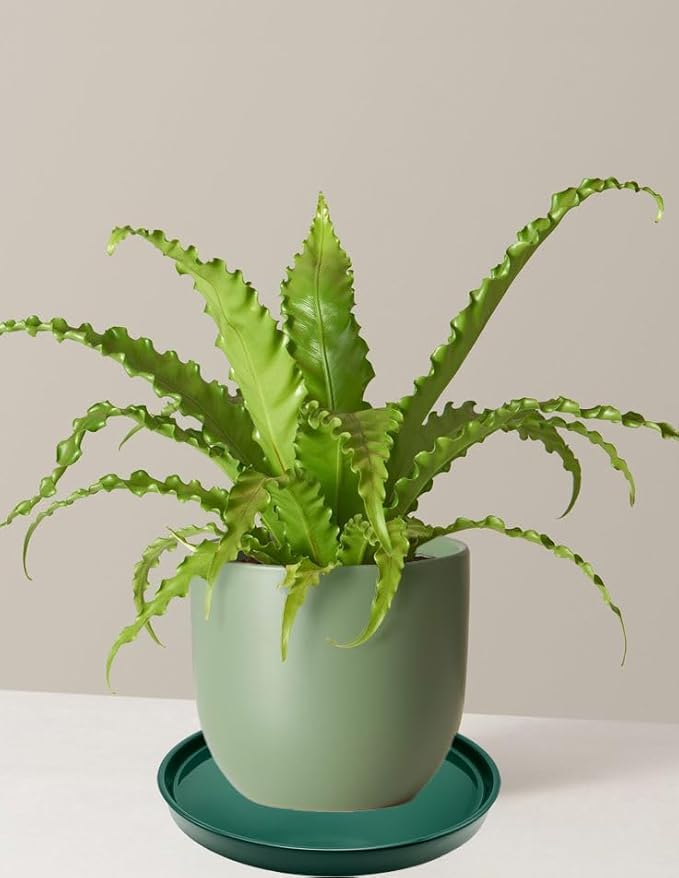 4 Pack Ceramic Plant Saucer Pot Tray 4 Inch, Planter Saucers 4 5 6 7 8 9 10 11 12 13 Inch for Indoors Outdoor, Durable Sturdy Flower Drainage drip Water Tray for Glazed Pots Base (4.7 Inch-Green)