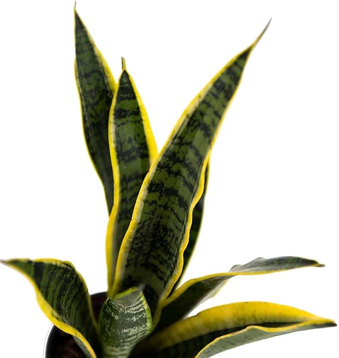 American Plant Exchange Snake Plant, Sansevieria Laurentii Yellow, Small 4-Inch Pot, Stylish Deco Cover Included, Live Indoor Houseplant, Easy to Care, Air Purifying, Perfect for Home Office & Garden