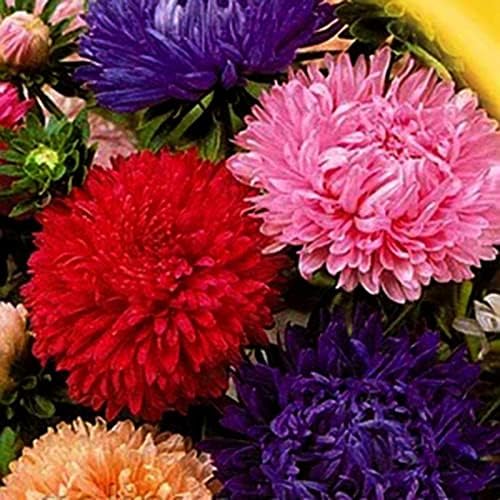 Peony Aster Mix About 100 Seeds for Planting Non-GMO Pack with Growing Instructions Flower Garden