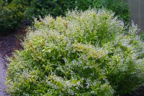 Proven Winners - Deutzia gracilis Chardonnay Pearls (Chardonnay Pearls Deutzia) Shrub, white flowers, #2 - Size Container