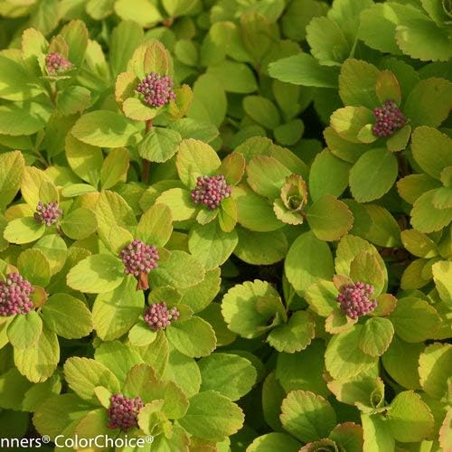 Proven Winners - Spiraea betulifolia Glow Girl (Birchleaf Spirea) Shrub, gold foliage with pink flowers, #2 - Size Container