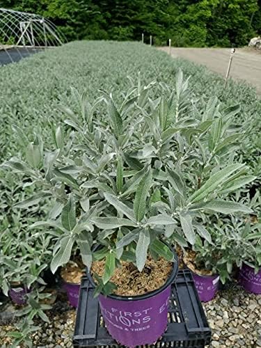 Salix Candida Iceberg Alley (Sageleaf Willow) Shrub, 2-Size Container, Silvery Foliage