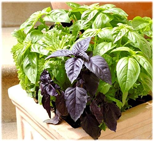 Basil Seed Mix Herb Garden Seeds for Planting 500+ Seeds