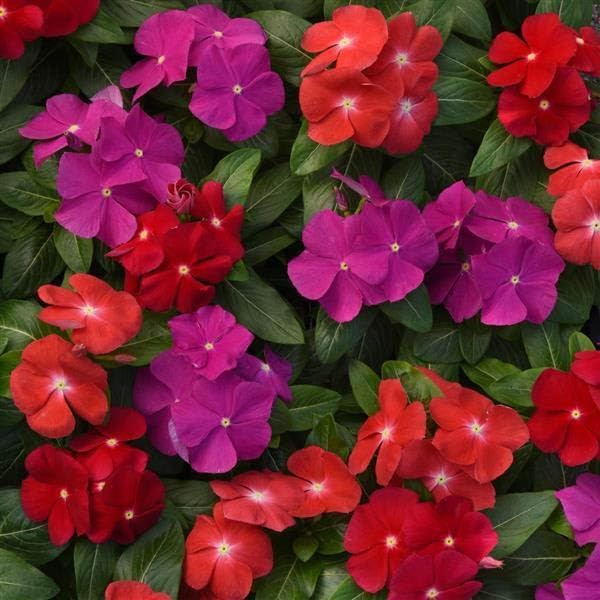 Outsidepride 200 Seeds Annual Vinca Periwinkle Pacifica XP Bold Ground Cover & Flower Seed Mix for Planting