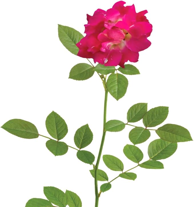 PERFECT PLANTS Red Drift Rose Live Plant, 3 Gallon, Dark Green