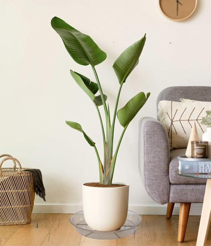 2 Pack Plant Saucer Drip Tray 12 inch, Heavy Sturdy Plastic Planter Flower Pot Saucers for Indoor Outdoor Garden, Plant Water Drip Trays for pots (12" 2Pack, Grey)