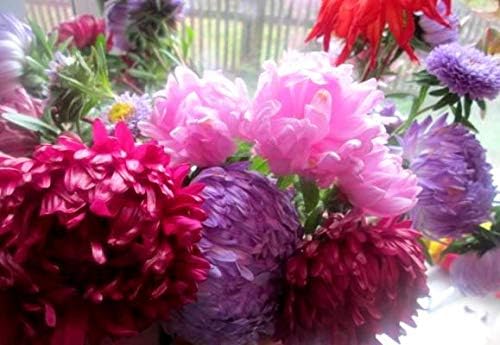 Peony Aster Mix About 100 Seeds for Planting Non-GMO Pack with Growing Instructions Flower Garden