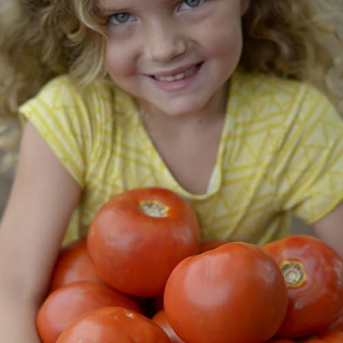 Park Seed Variety of Tomato Vegetable Seeds, Plant Seeds, Easy to Grow, Perfect for Harvesting, Park's Legacy, Pack of 20