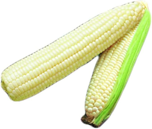 Park Seed Variety of Corn Vegetable Seeds, Plant Seeds, Easy to Grow, Perfect for Harvesting, Silver Queen Hybrid, Pack of 200