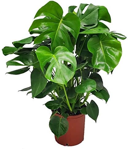 Monstera Deliciosa Plant - Swiss Cheese Split Leaf Philodendron Plant - Large Plant - Overall Height 24" to 28" - Tropical Plants of Florida