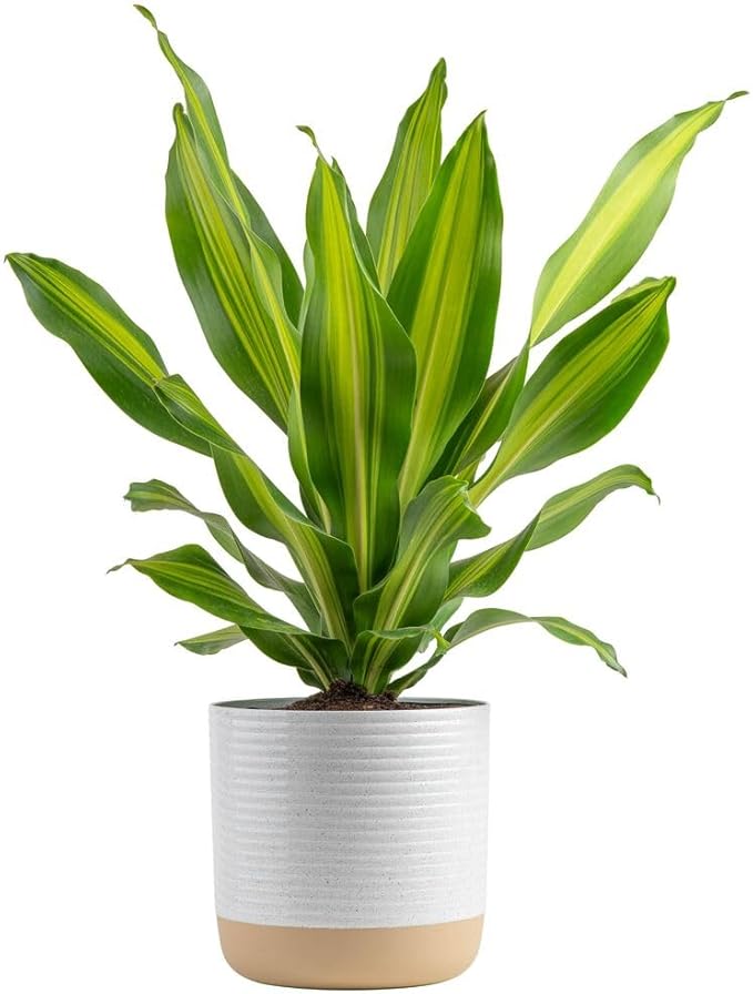 Costa Farms Dracaena Golden Heart Live Indoor Plant, Easy to Grow Houseplant in Decor Plant Pot, Potting Soil Mix, Living Room Home and Office Decor, Housewarming Gift, 2-3 Feet Tall