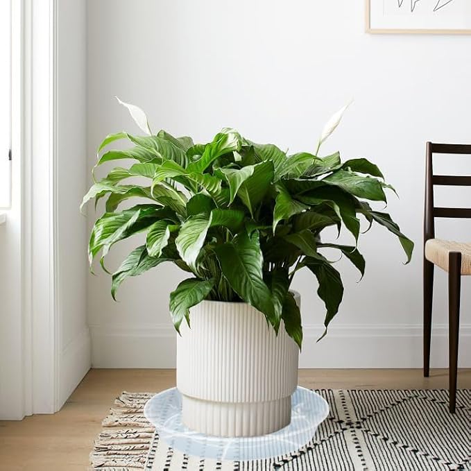 6 Pack Plant Saucer Drip Tray 16 inch, Potting Trays for Plants, Heavy Sturdy Plastic Planter Flower Pot Saucers for Indoor Outdoor Garden, Plant Water Drip Trays for pots (16", Clear)