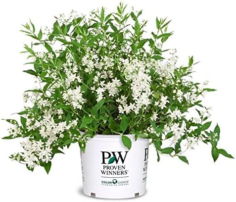 Proven Winners - Deutzia Yuki Snowflake (Yuki Snowflake Deutzia) Shrub, white flowers, #3 - Size Container