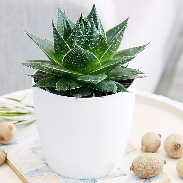 Houseplant Potting Mix 2qt, Fertilized, Perlite Soil for All Types of Indoor House Plants and Tropical Plant