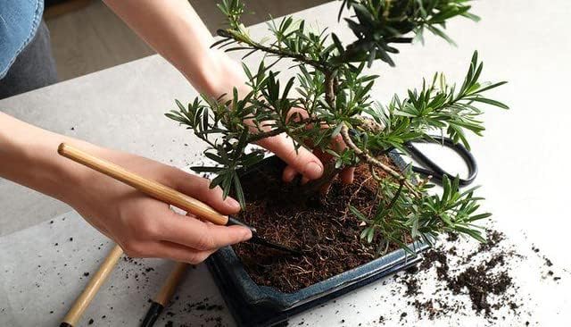 Bonsai Soil Premium Potting Mix - 20 Quart - Trusted by Bonsai Enthusiasts for Exceptional Results and Healthier Trees (4 Bags of 5 Quart)