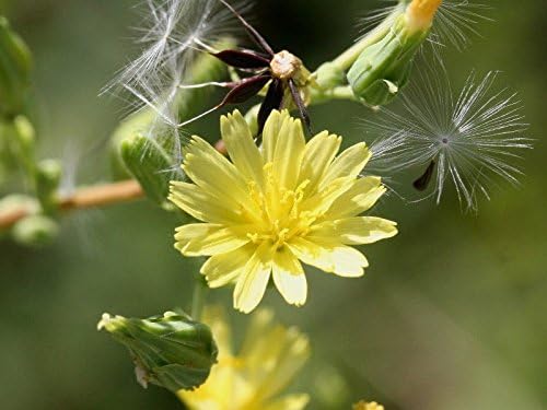 Wild Lettuce 50 Seeds (Lactuca virosa) Heirloom - Non GMO - Open Pollinated