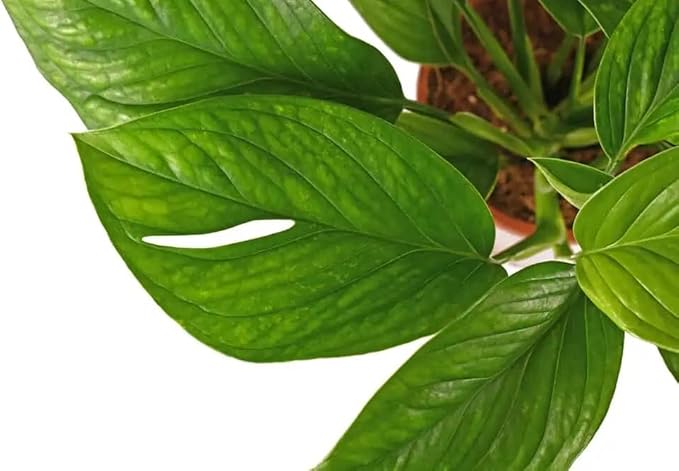 Monstera Pinnatipartita Plant Potting Soil - Specially Formulated for Unique Plant Needs - 3 Quart