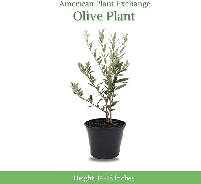 American Plant Exchange Live Arbequina Olive Tree, Fruit Bearing, Plant Pot for Home and Garden Decor, 5" Pot