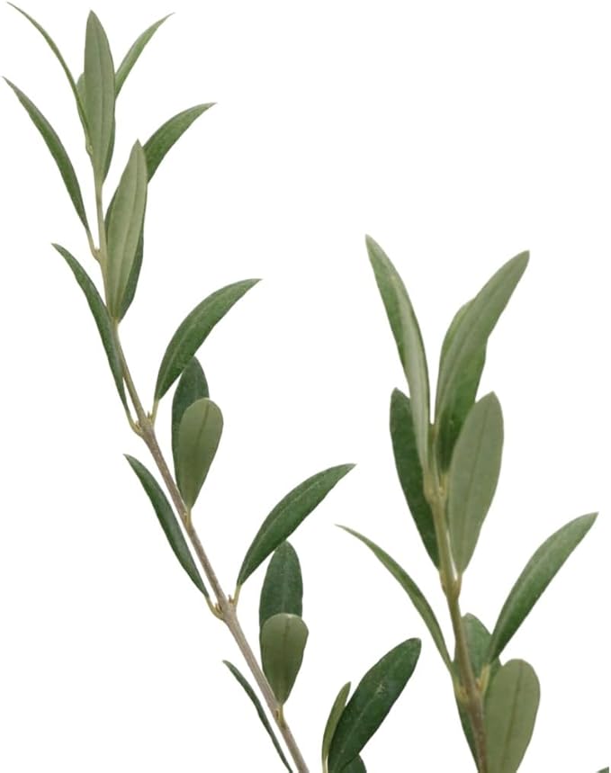 American Plant Exchange Live Arbequina Olive Tree, Fruit Bearing, Plant Pot for Home and Garden Decor, 5" Pot