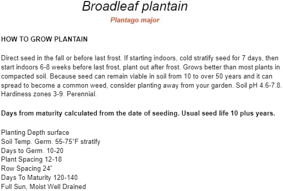 1500 Broadleaf Plantain Seeds - Cay Ma De - (Plantago Major) Organic Medical Plant Seed | Non GMO | Organic | Heirloom