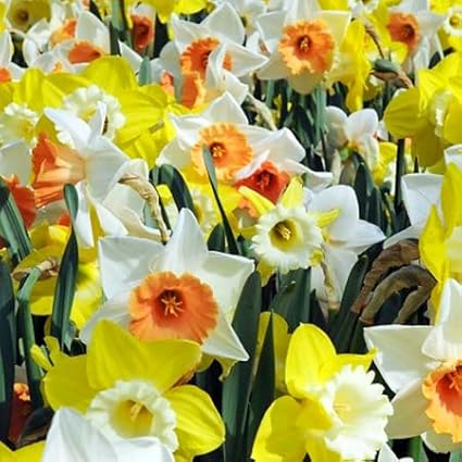 100 Narcissus Daffodil Mix Flower Bulb Box with Easy Carry Handle - White & Yellow Colors - Weeks of Easy to Grow Flowers - Plant in Gardens, Containers & Flowerbeds - Planting Instructions Included