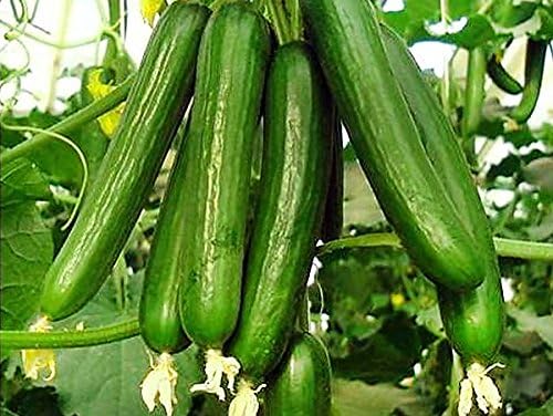 US Grown 30 Persian Beit Alpha a.k.a. Lebanese Cucumber Seeds Heirloom Non-GMO Burpless Sweet Non-Bitter and Acid Free, Crispy and Sweet, Fragrant and Delicious, Cucumis sativus, Grown in USA