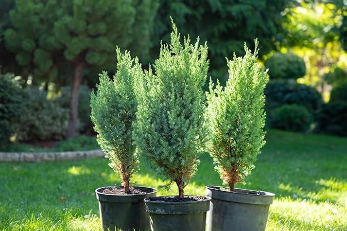 Premium Juniper Potting Soil Mix - Perfect Balance of Nutrients, Drainage, and Aeration for Healthy Juniper Trees - 4 Quart