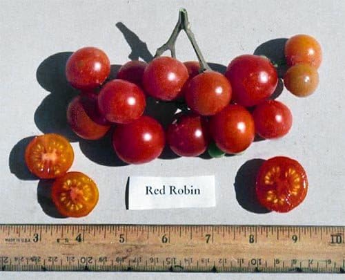 30 Dwarf Red Robin Tomato Seeds, Heirloom Non-GMO, Sweet, Low Acid, Determinate, Open-Pollinated, Delicious, Solanum lycoperscium, from USA