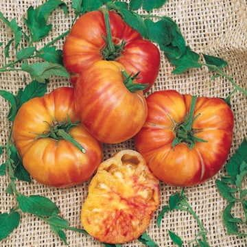 Park Seed Variety of Tomato Vegetable Seeds, Plant Seeds, Easy to Grow, Perfect for Harvesting, Big Rainbow, Pack of 30