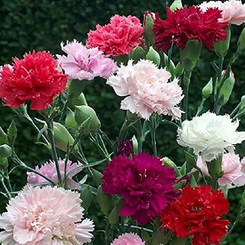 Seeds Carnation Shabo Mix Biennial Flowers
