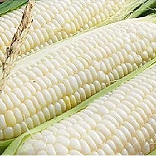 Ohio Heirloom Silver Queen Sweet Corn Seeds - Planting Excellence with 50+ Premium Seeds for Your Garden, Non-GMO, Non-Hybrid, and USDA Certified - Start Growing Today!