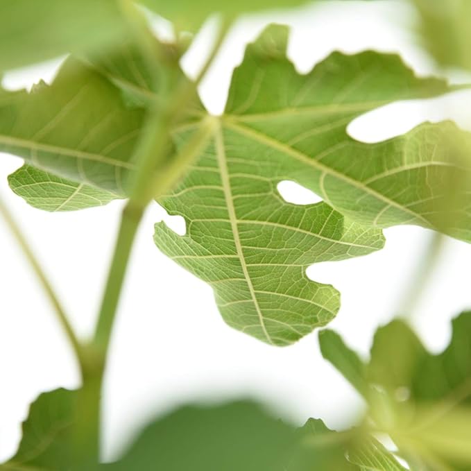 PERFECT PLANTS Celeste Fig Tree Live Plant, 1 Gallon, Includes Care Guide