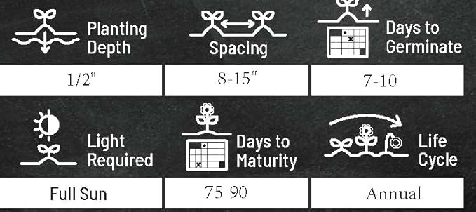 Zinnia Seeds for Planting – Non-GMO Heirloom Zinnia Flower Seeds – Full Instruction Packets to Plant in Your Home Outdoor Garden – Gardening Gift – 50 California Giant Zinnia Seeds (1 Packet)