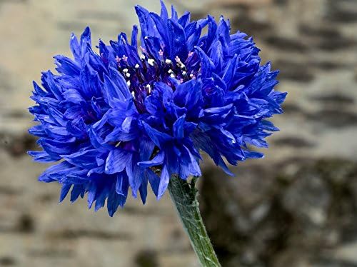 200 Dwarf Bachelor Button Seeds for Planting - Heirloom Non-GMO USA Grown Cornflower Seeds for Planting - Centaurea Cyanus Blue Flowers