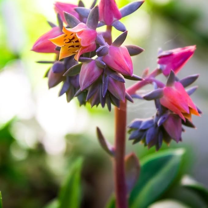 Premium Cacti and Succulent Potting Mix Soil - for Cactus Palm Tree Citrus Plant Grown in Gardening Containers - Indoors & Outdoors Use - with Natural Food/Fertilizer