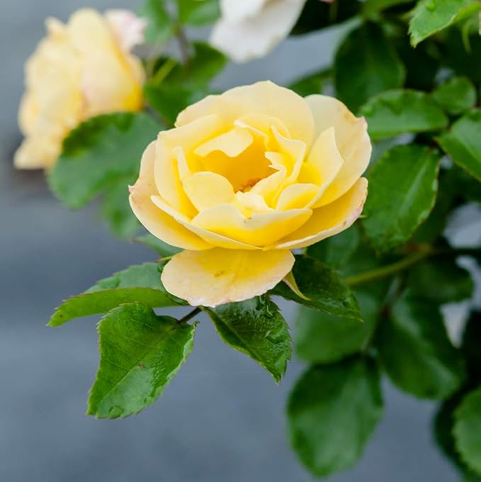 Perfect Plants Popcorn Drift Rose Live Plant, 1 Gallon, Includes Care Guide