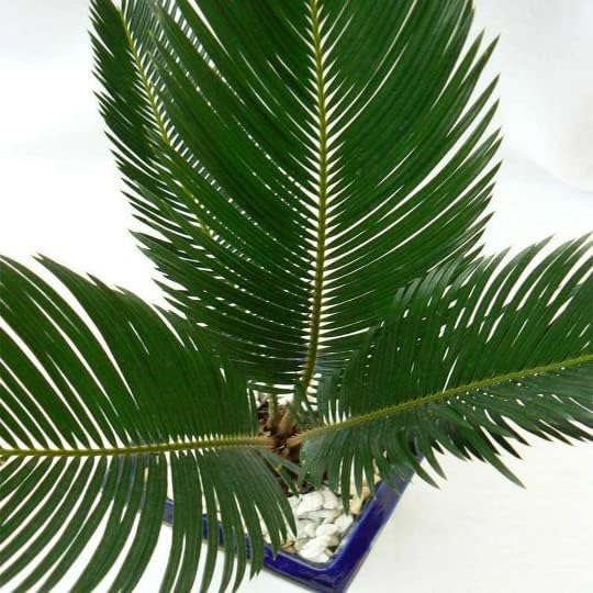 American Plant Exchange Live King Sago Palm Tree, Japanese Sago Palm Tree, Plant Pot for Home and Garden Decor, 6" Pot