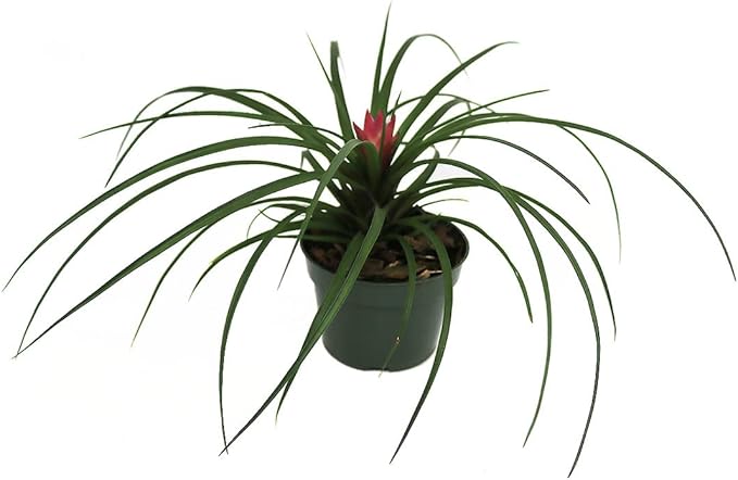 American Plant Exchange Tillandsia Cyanea Pink Exotic Live Air Plant, 4" Pot, Easy Care Pet Safe Houseplant