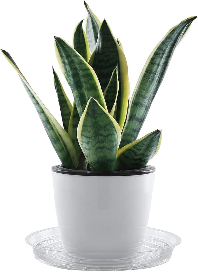 20 Pack 12 Inches Clear Plastic Plant Saucer Drip Trays Large Plant Plate Dish for Indoor Flower Pots and Planters, Bulk