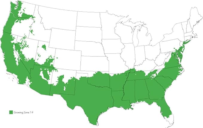 Needlepoint Holly - Size: 1 Gallon, Live Plant, Includes Special Blend Fertilizer & Planting Guide