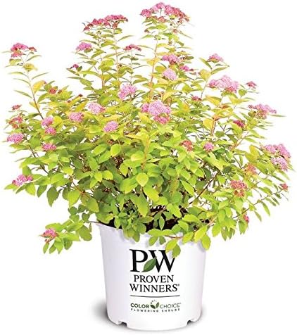 Proven Winners - Spiraea jap. Double Play Big Bang (Spirea) Shrub, large pink flw., #3 - Size Container