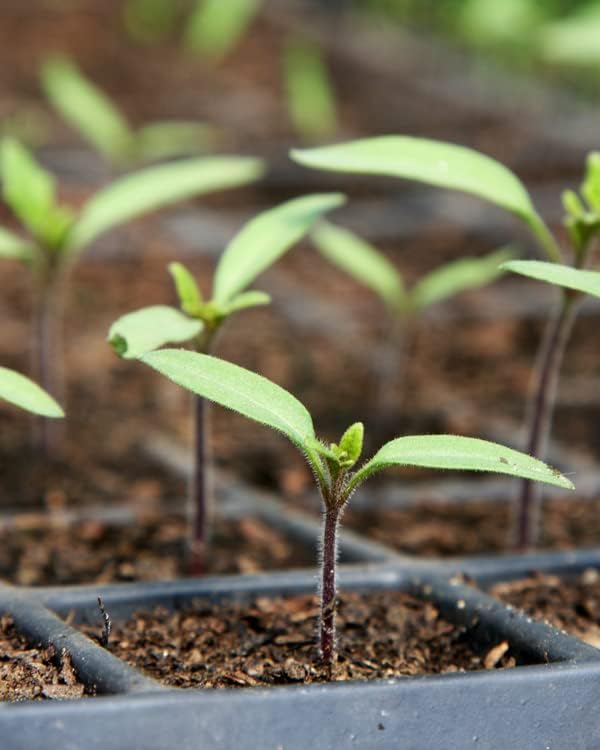 Mosser Lee ML0003 SucSeed® Premium Seed Starter 244 cubic inch (4L)Pack of 1