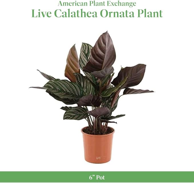 American Plant Exchange Calathea Ornata “Pinstripe” Live Prayer Plant, 6-Inch Pot, W/Stylish Cover, Pet Safe, Low Light, Air Purifying, Easy to Care, Stunning Indoor Houseplant