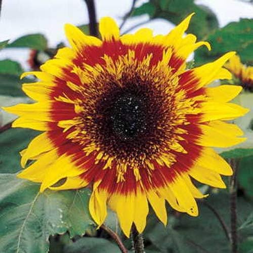 Outsidepride 100 Seeds Helianthus Annuus Joker Sunflower Seeds for Planting